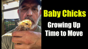 raising baby chickens