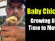 raising baby chickens
