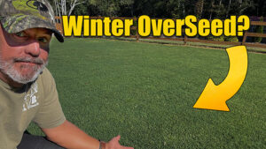 overseeding lawns fall