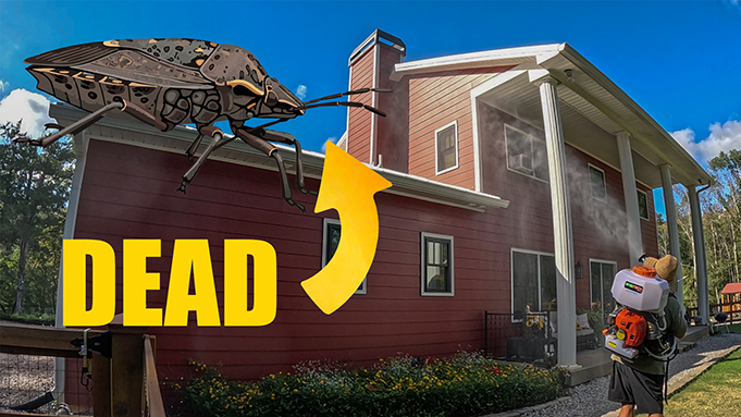 how to kill stink bugs