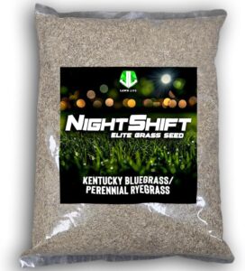 Perennial rye for overseeding bermuda lawn