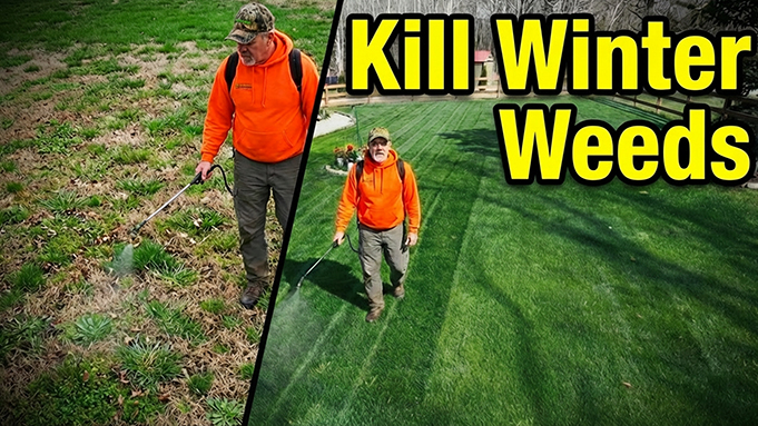 kill lawn weeds