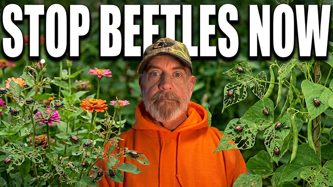 how to kill japanese beetles