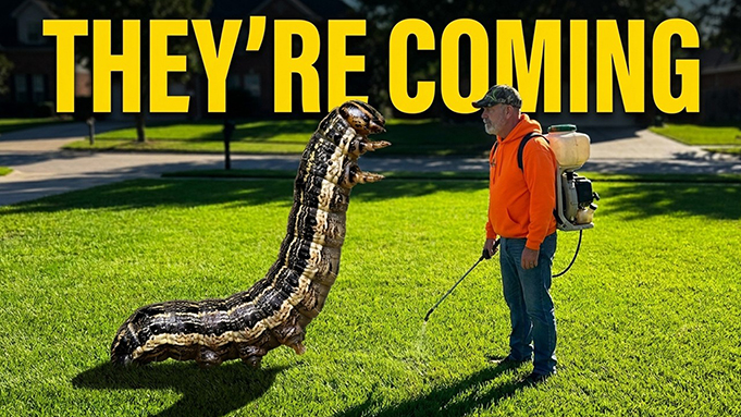 how to kill armyworms in the lawn